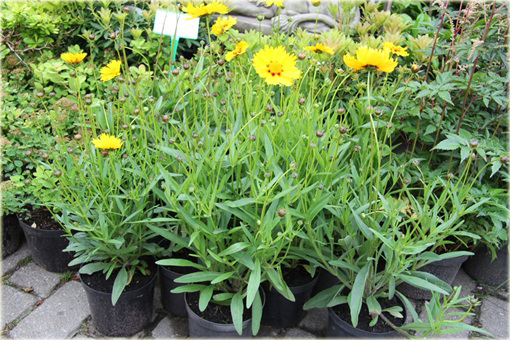 Nachyłek wielkokwiatowy żółty Coreopsis grandiflora