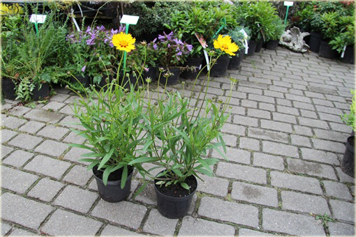 Nachyłek wielkokwiatowy żółty Coreopsis grandiflora