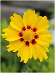 Nachyłek wielkokwiatowy żółty Coreopsis grandiflora