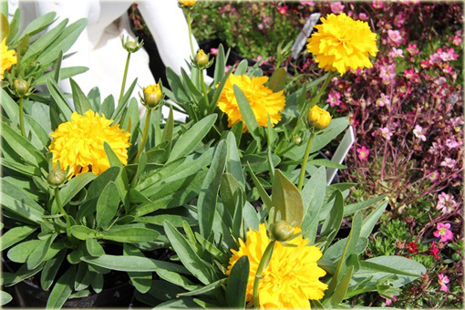 Nachyłek Wielkokwiatowy Solena Compact Coreopsis Grandiflora