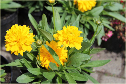 Nachyłek Wielkokwiatowy Solena Compact Coreopsis Grandiflora