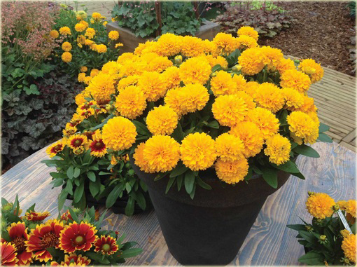 Nachyłek Wielkokwiatowy Solena Compact Coreopsis Grandiflora