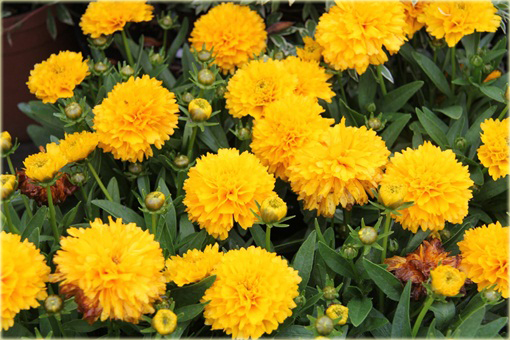 Nachyłek Wielkokwiatowy Solena Compact Coreopsis Grandiflora