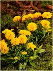 Nachyłek Wielkokwiatowy Solena Compact Coreopsis Grandiflora