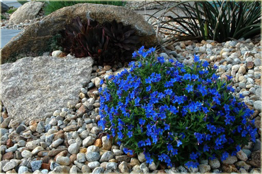 Nawrot rozpierzchły Heavenly Blue Lithodora diffusa