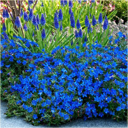 Nawrot rozpierzchły Heavenly Blue Lithodora diffusa