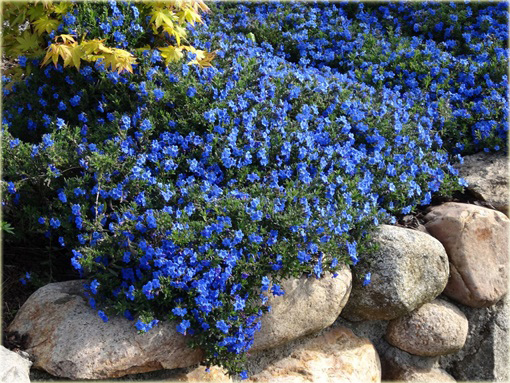 Nawrot rozpierzchły Heavenly Blue Lithodora diffusa