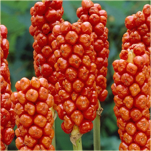 Obrazki włoskie Arum italicum