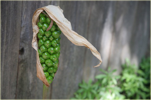 Obrazki włoskie Arum italicum