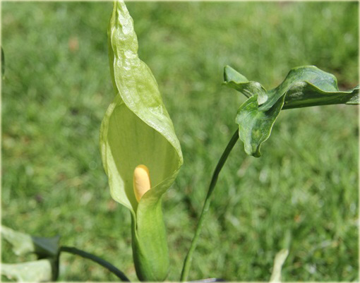 Obrazki włoskie Arum italicum