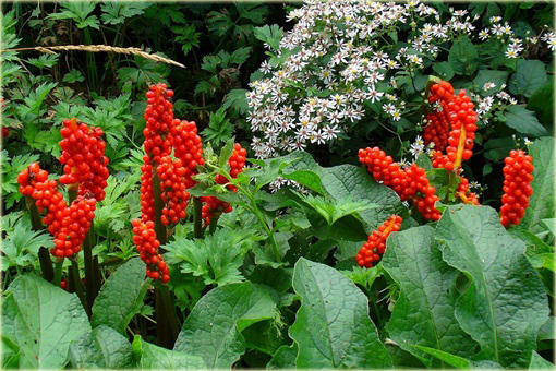 Obrazki włoskie Arum italicum