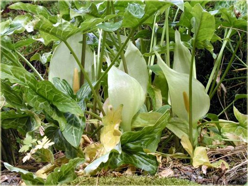 Obrazki włoskie Arum italicum