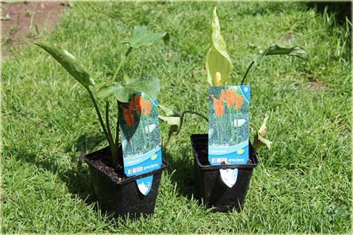 Obrazki włoskie Arum italicum