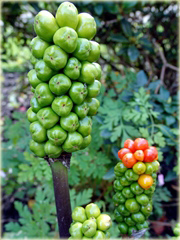 Obrazki włoskie Arum italicum