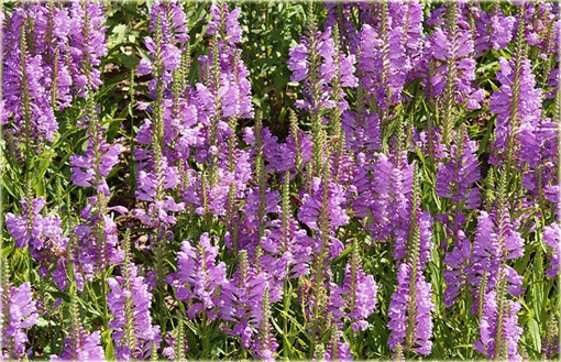 Odetka wirginijska Physostegia virginiana