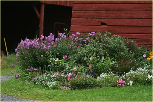 Odetka wirginijska Physostegia virginiana