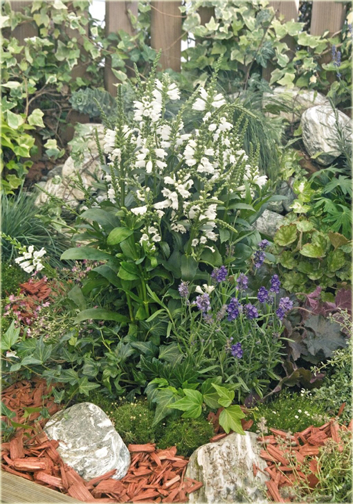 Odetka wirginijska Physostegia virginiana