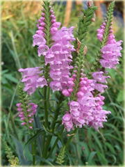 Odetka wirginijska Physostegia virginiana
