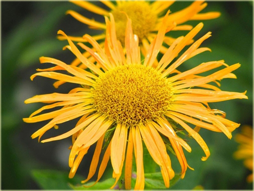 Oman wschodni Inula orientalis
