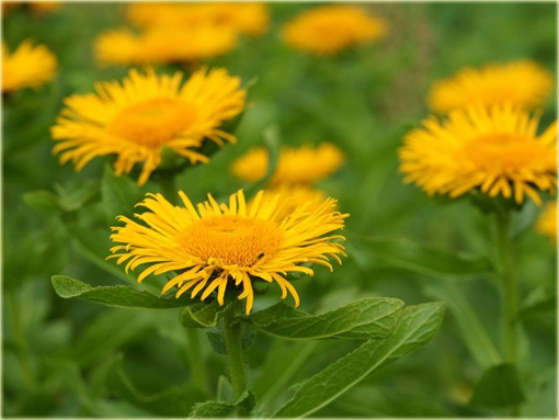 Oman wschodni Inula orientalis