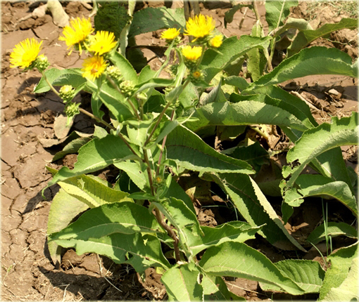 Oman wschodni Inula orientalis
