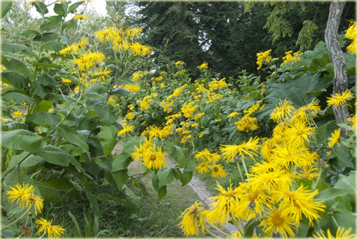 Oman wschodni Inula orientalis