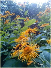 Oman wschodni Inula orientalis