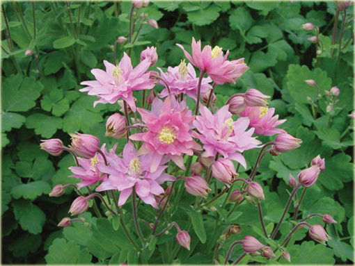 Orlik ogrodowy Barlow Pink Aquilegia