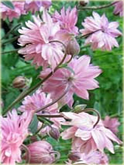 Orlik ogrodowy Barlow Pink Aquilegia