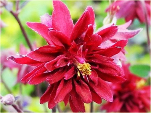 Orlik ogrodowy Barlow Red Aquilegia