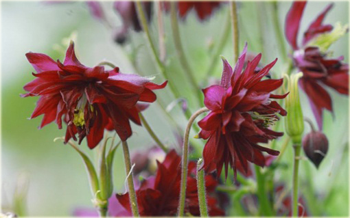Orlik ogrodowy Barlow Red Aquilegia