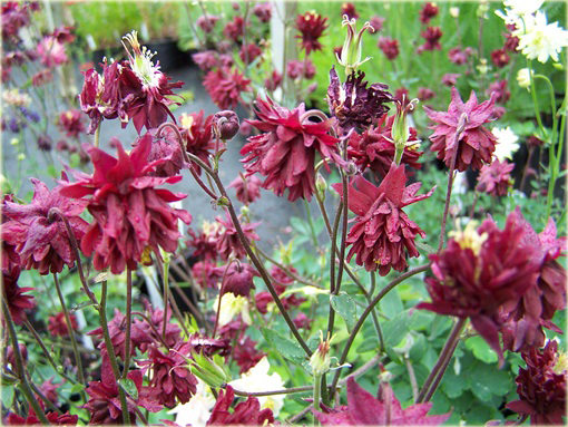 Orlik ogrodowy Barlow Red Aquilegia