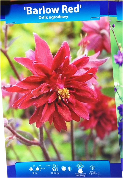 Orlik ogrodowy Barlow Red Aquilegia