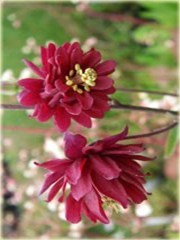 Orlik ogrodowy Barlow Red Aquilegia