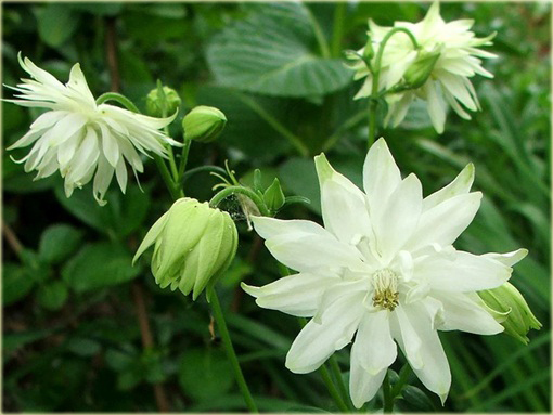 Orlik ogrodowy Barlow White Aquilegia