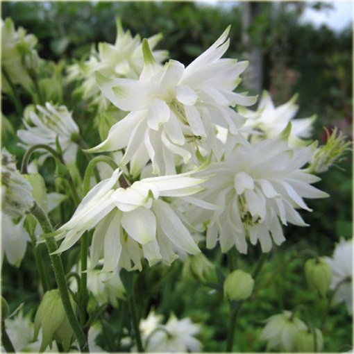Orlik ogrodowy Barlow White Aquilegia