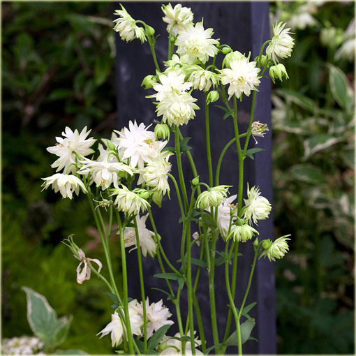 Orlik ogrodowy Barlow White Aquilegia