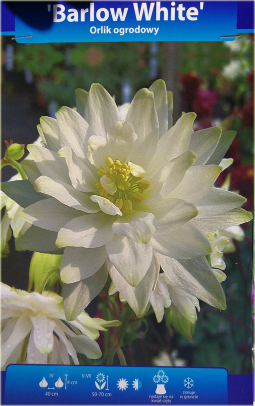 Orlik ogrodowy Barlow White Aquilegia
