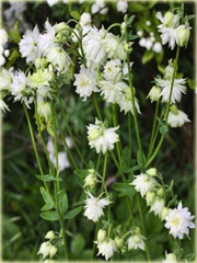 Orlik ogrodowy Barlow White Aquilegia