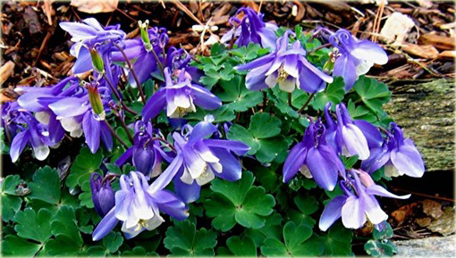 Orlik wachlarzowaty Mini Star Aquilegia flabellata