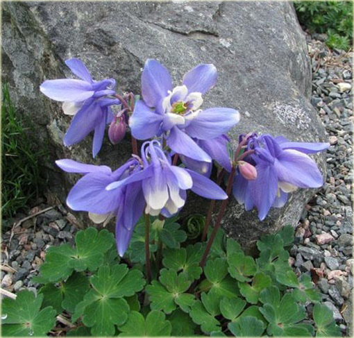 Orlik wachlarzowaty Mini Star Aquilegia flabellata