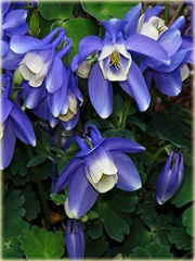 Orlik wachlarzowaty Mini Star Aquilegia flabellata