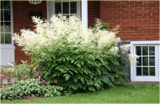 Parzydło leśne Aruncus dioicus