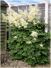 Parzydło leśne Aruncus dioicus