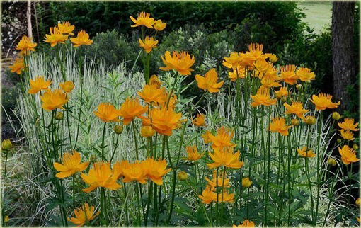 Pełnik chiński Goldkonigin Trollius chinensis