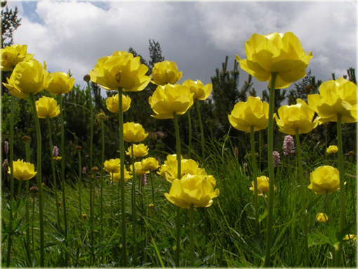 Pełnik europejski Trollius europaeus