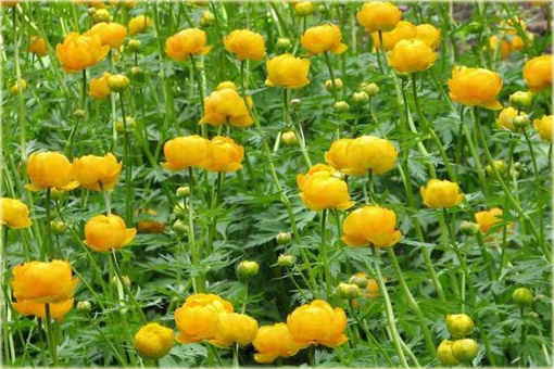 Pełnik europejski Trollius europaeus