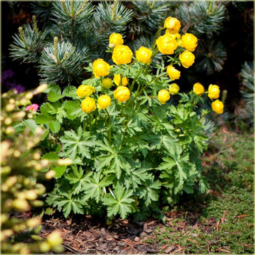 Pełnik europejski Trollius europaeus