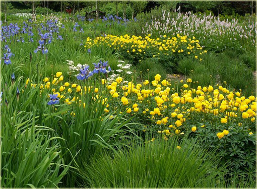 Pełnik europejski Trollius europaeus