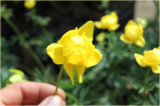 Pełnik europejski Trollius europaeus